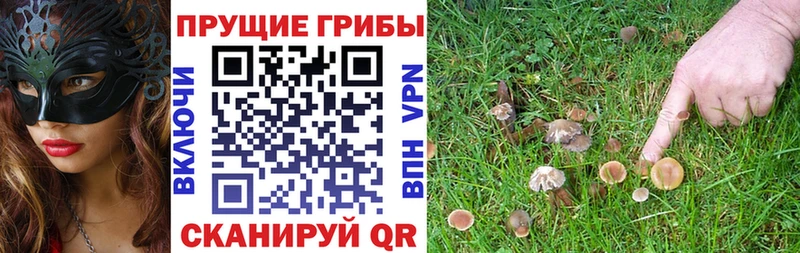 Галлюциногенные грибы Psilocybine cubensis Медынь